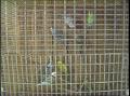 Video: [News Clip: Alvarado birds]