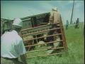 Video: [News Clip: Overturned cattle]