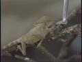 Video: [News Clip: Good news break helmeted iguana]