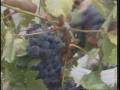 Video: [News Clip: Grape harvest]