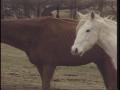 Primary view of [News Clip: Starving horses]
