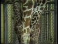 Video: [News Clip: Baby giraffe]