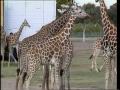 Video: [News Clip: Giraffes]
