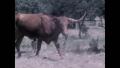 Video: [News Clip: Cattle]