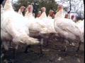 Video: [News Clip: Turkeys]