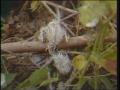 Video: [News Clip: Dying egrets]