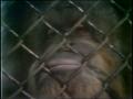 Video: [News Clip: Ape House]