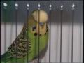 Video: [News Clip: Birds]
