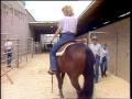 Video: [News Clip: Horse show]