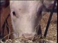 Video: [News Clip: Prolific cow]