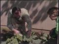 Video: [News Clip: Gardening]