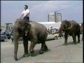 Video: [News Clip: Elephant]