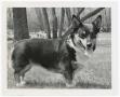 Primary view of [Photograph of a Corgi]