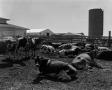 Photograph: [Cattle in a pen]