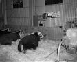 Primary view of [Photograph of stock show]