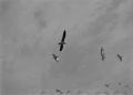 Photograph: [Photograph of seagulls in flight]