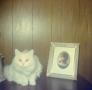 Photograph: [Cat next to a Framed Photo]