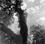 Photograph: [Photograph of a forked tree, 2]