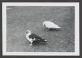 Photograph: [Photograph of two ducks]
