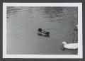 Photograph: [Photograph of three ducks, 2]