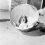 Photograph: [Photograph of a dog sitting in a bucket]