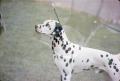 Photograph: [Dalmatian dog]