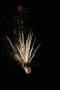 Photograph: [Firework fountian at UNT Bonfire]
