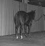 Photograph: [Horse portrait with a curtain backdrop]