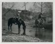 Photograph: [Horses in a stream]