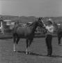 Photograph: [Young Man with a Horse]