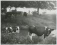 Thumbnail image of item number 1 in: '[Cattle on Lee Gray's Farm]'.