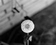 Photograph: [Close-up of a flower]