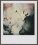 Photograph: [Legs of two small dogs]