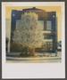 Photograph: [Tree in front of a building]