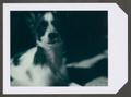 Photograph: [Spotted dog]