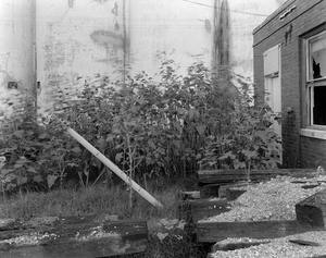 Primary view of object titled '[An area next to a building that is overgrown]'.