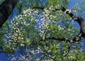 Primary view of [Dogwood tree at Daingerfield State Park]