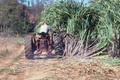 Photograph: [Hulen Wilcox harvesting sugarcane]