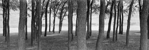 Primary view of object titled '[Panoramic of trees around Benbrook  Lake]'.