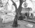 Thumbnail image of item number 1 in: '[Damaged tree in a Mexican cemetery]'.
