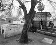 Photograph: [Damaged tree in a Mexican cemetery, 2]