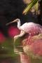 Photograph: [Roseate spoonbills drinking water]