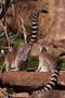 Photograph: [Lemurs sitting on rock]