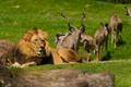 Photograph: [Lions and African kudus]