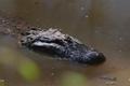 Photograph: [Alligator in zoo]