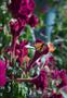 Photograph: [Nature's Artistry: A serene encounter of a butterfly and celosia cri…