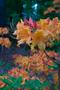 Photograph: [Azalea Garden in Full Bloom: A Captivating Retreat at Stephen F. Aus…