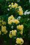 Photograph: [Captivating Beauty of Lady Banks Rose at Mast Arboretum]