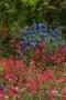 Photograph: [Diverse Delights: Baptisia australis & Linum grandiflorum Flower Bed]