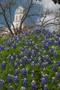 Photograph: [Blooms of Tranquility: Bluebonnets in Jasper's Courthouse Square]